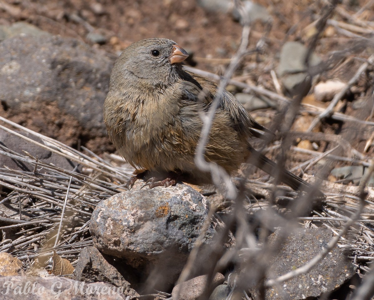 Plain-colored Seedeater - ML623235712