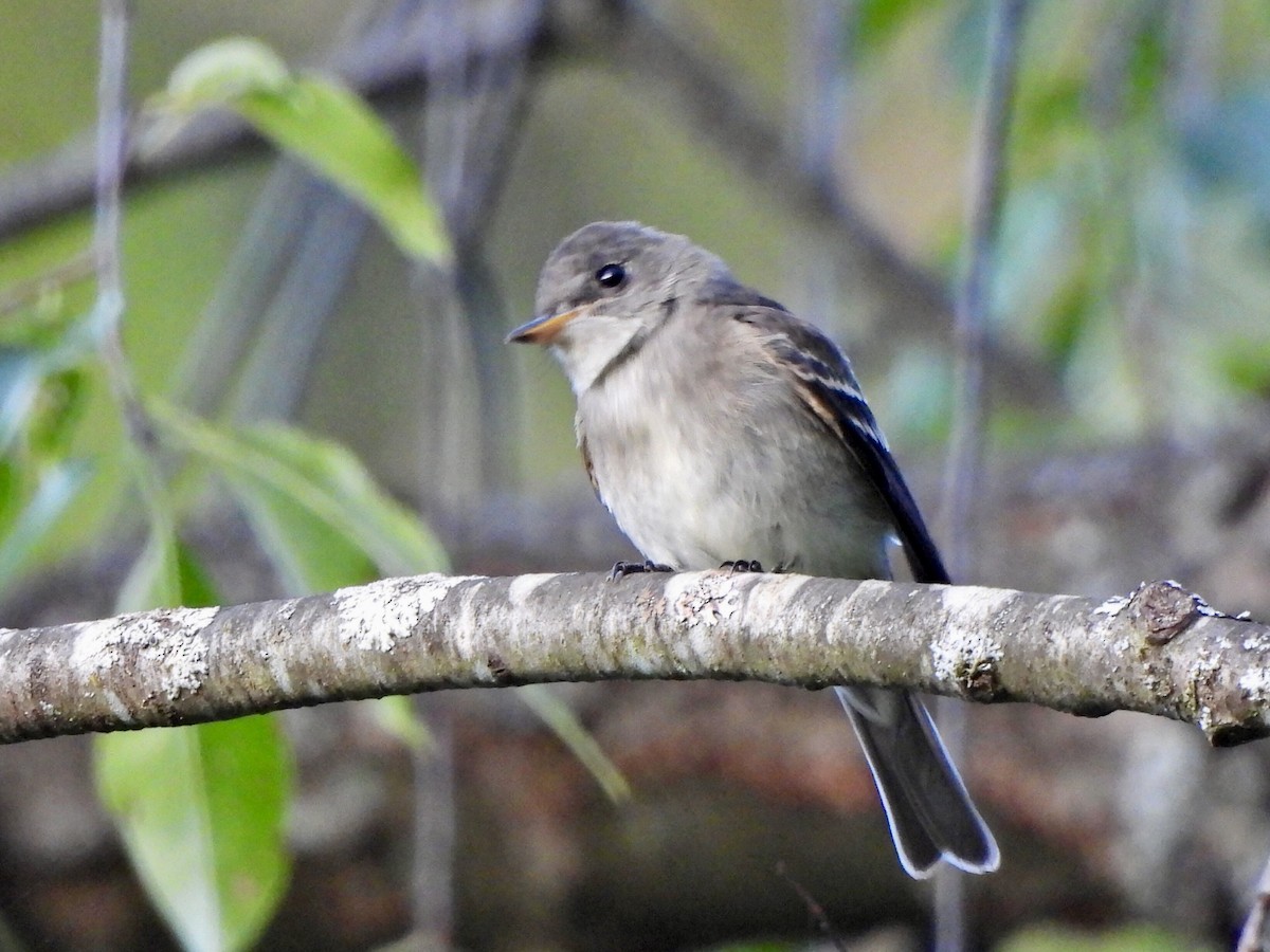 Eastern Wood-Pewee - ML623235715