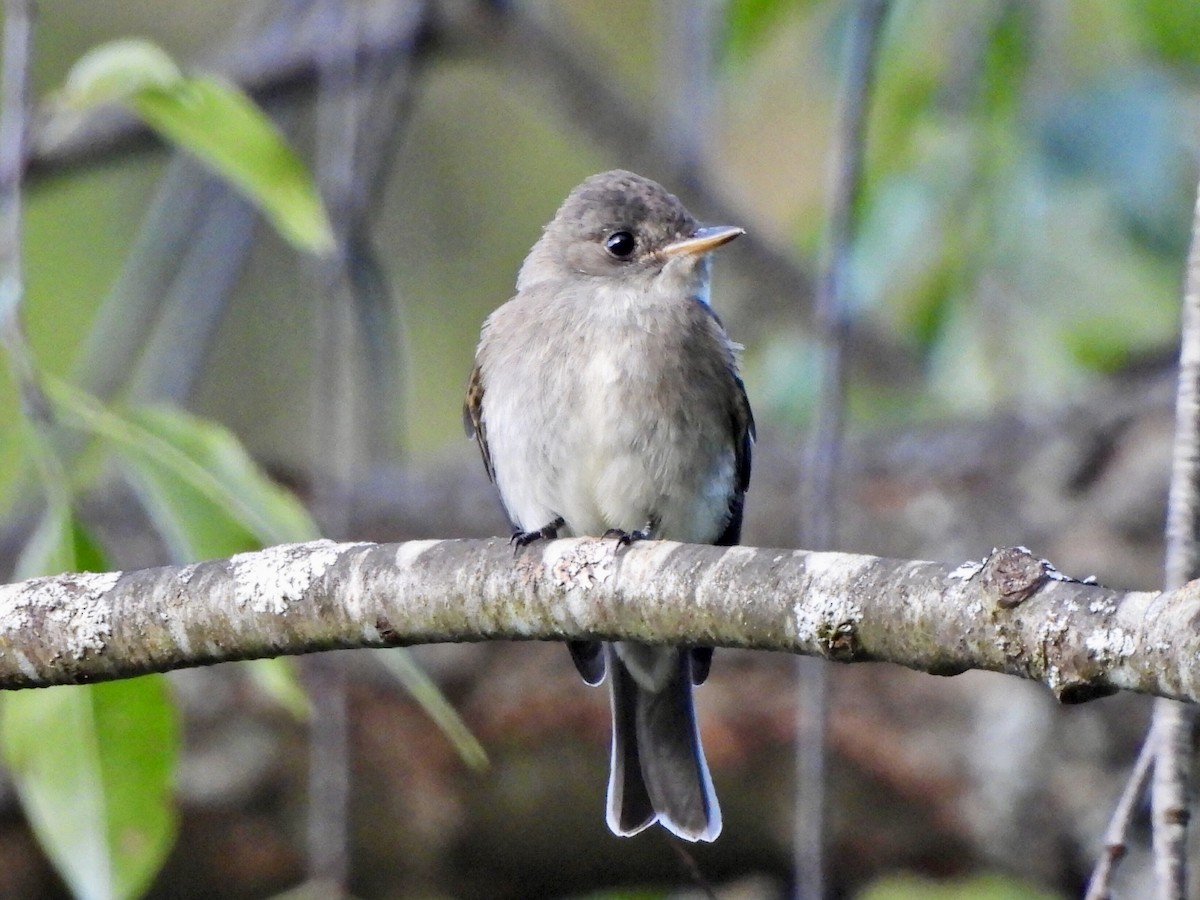 Eastern Wood-Pewee - ML623235716