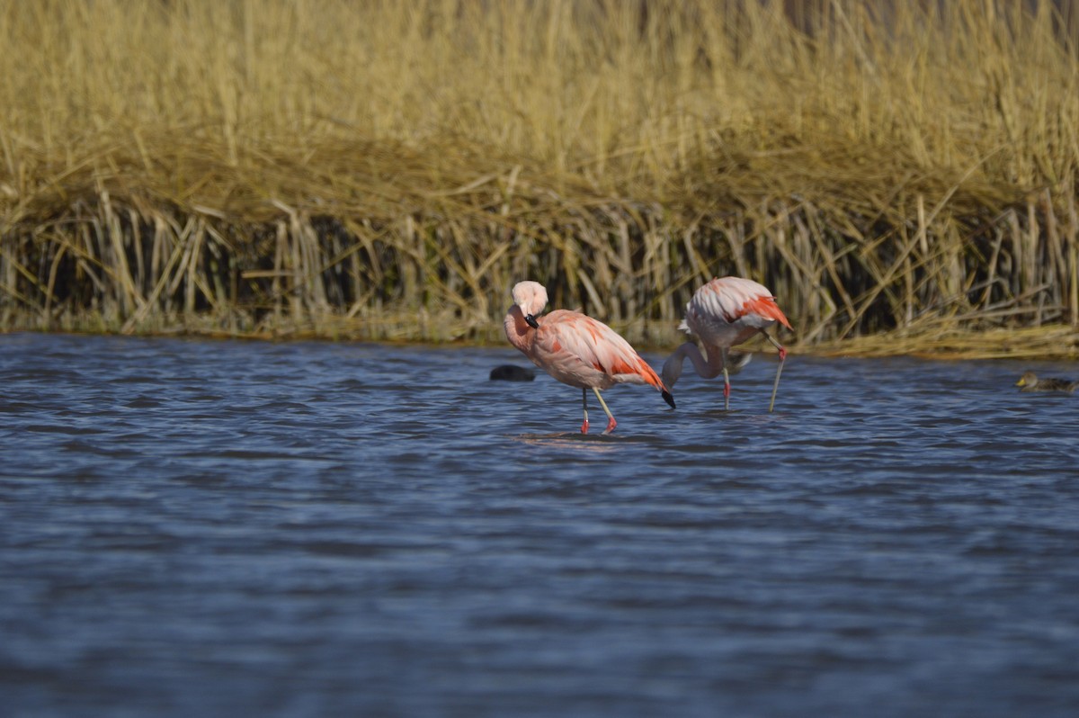 Chilean Flamingo - Maria Fernanda Gauna