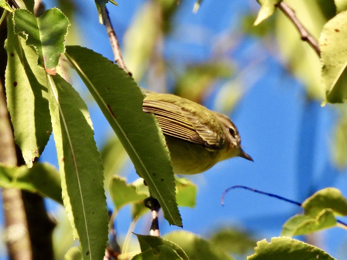 Philadelphia Vireo - ML623235738