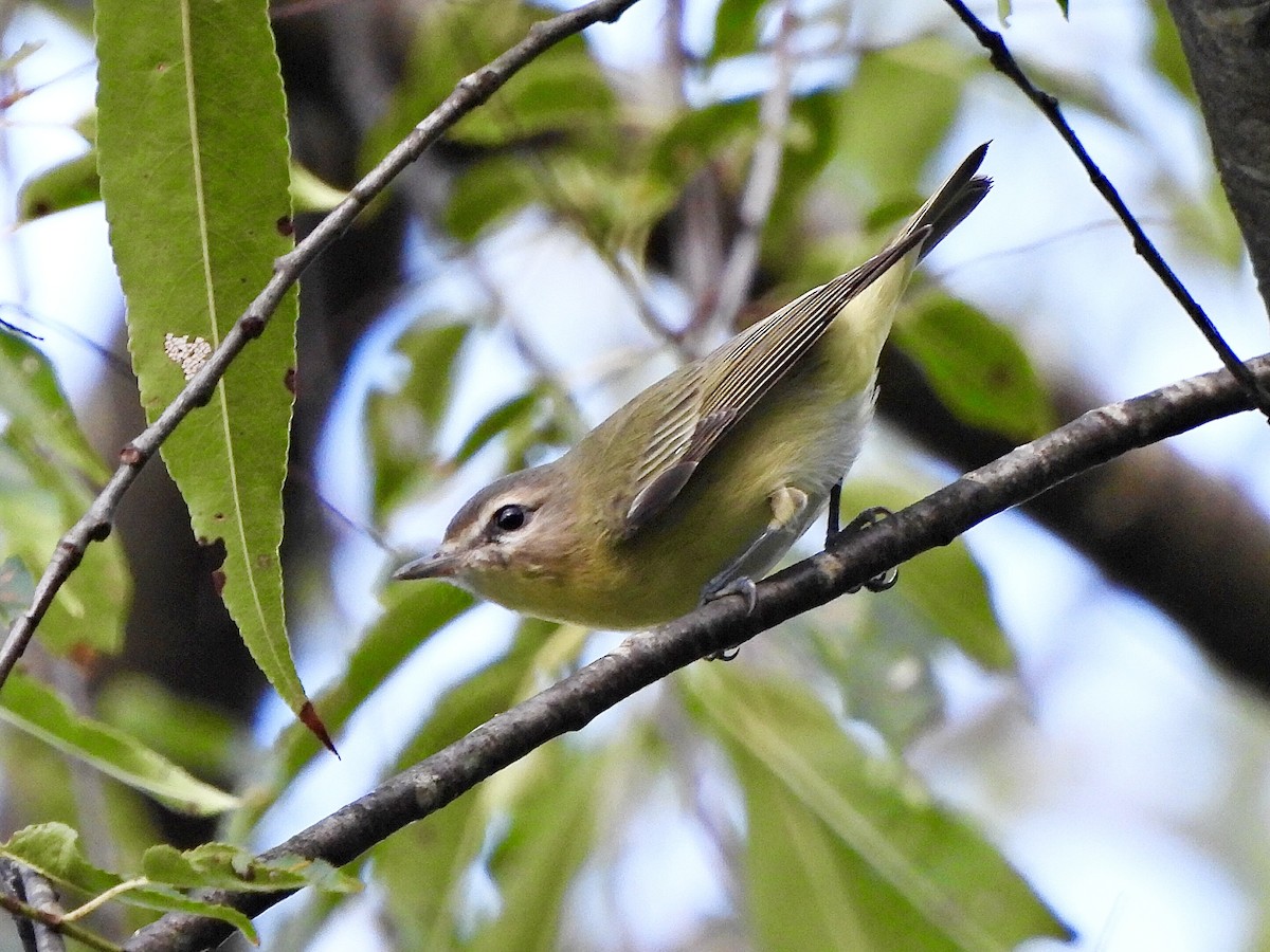 Philadelphia Vireo - ML623235739