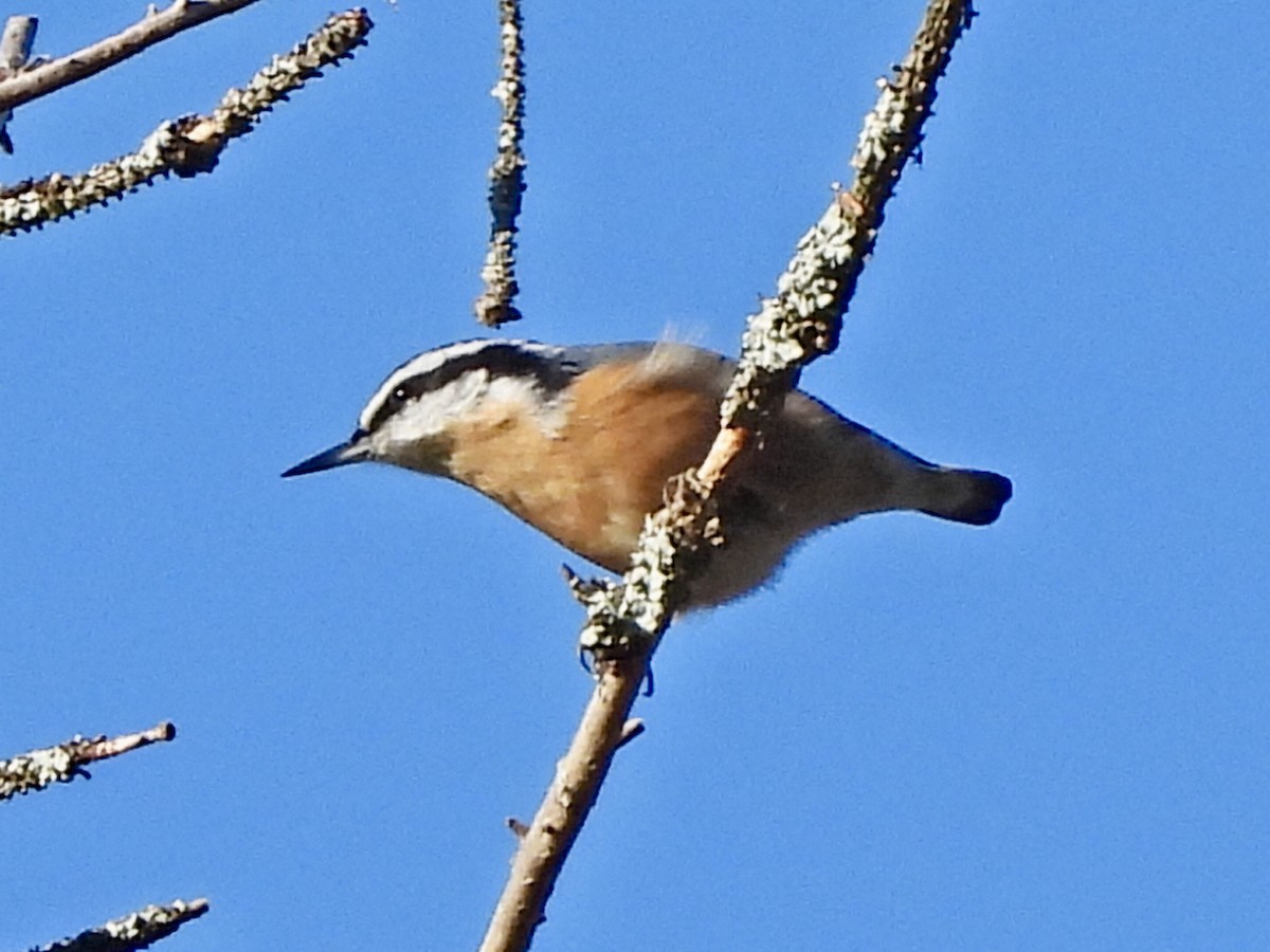 Red-breasted Nuthatch - ML623235743