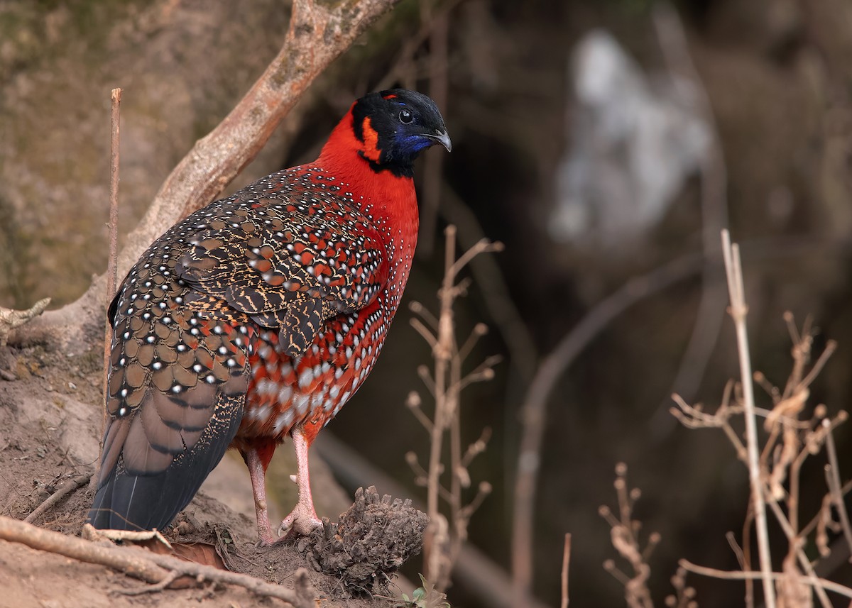 Satyr Tragopan - ML623235750