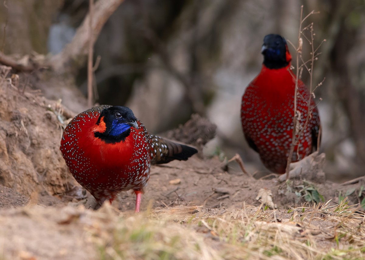 Satyr Tragopan - ML623235751