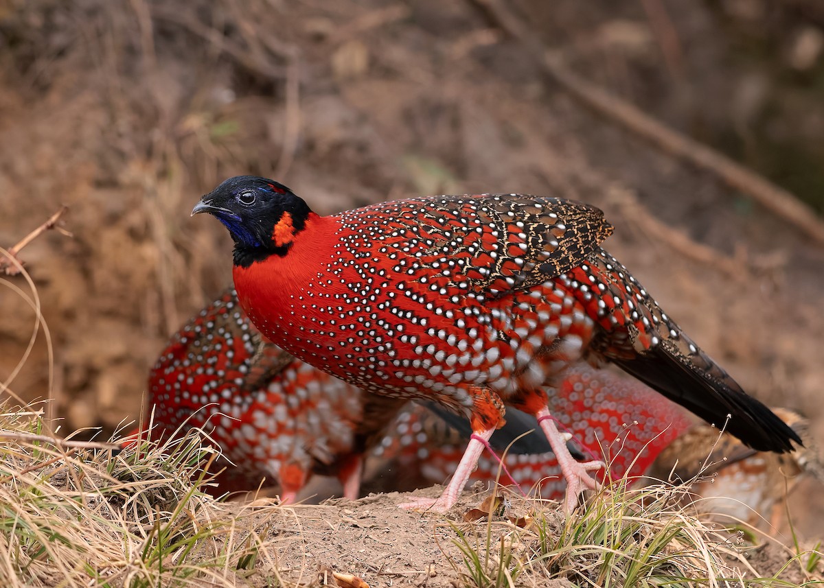 Satyr Tragopan - ML623235757