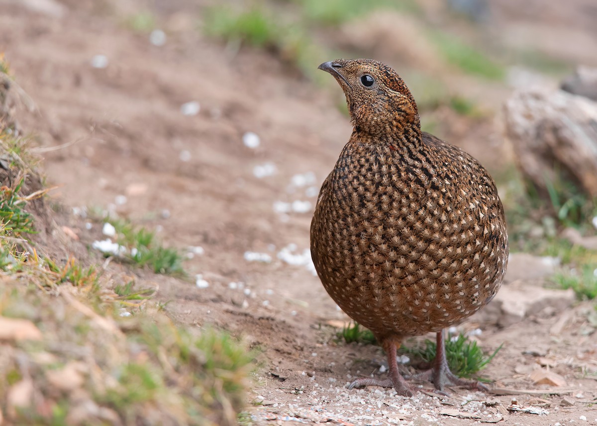 Satyr Tragopan - ML623235760