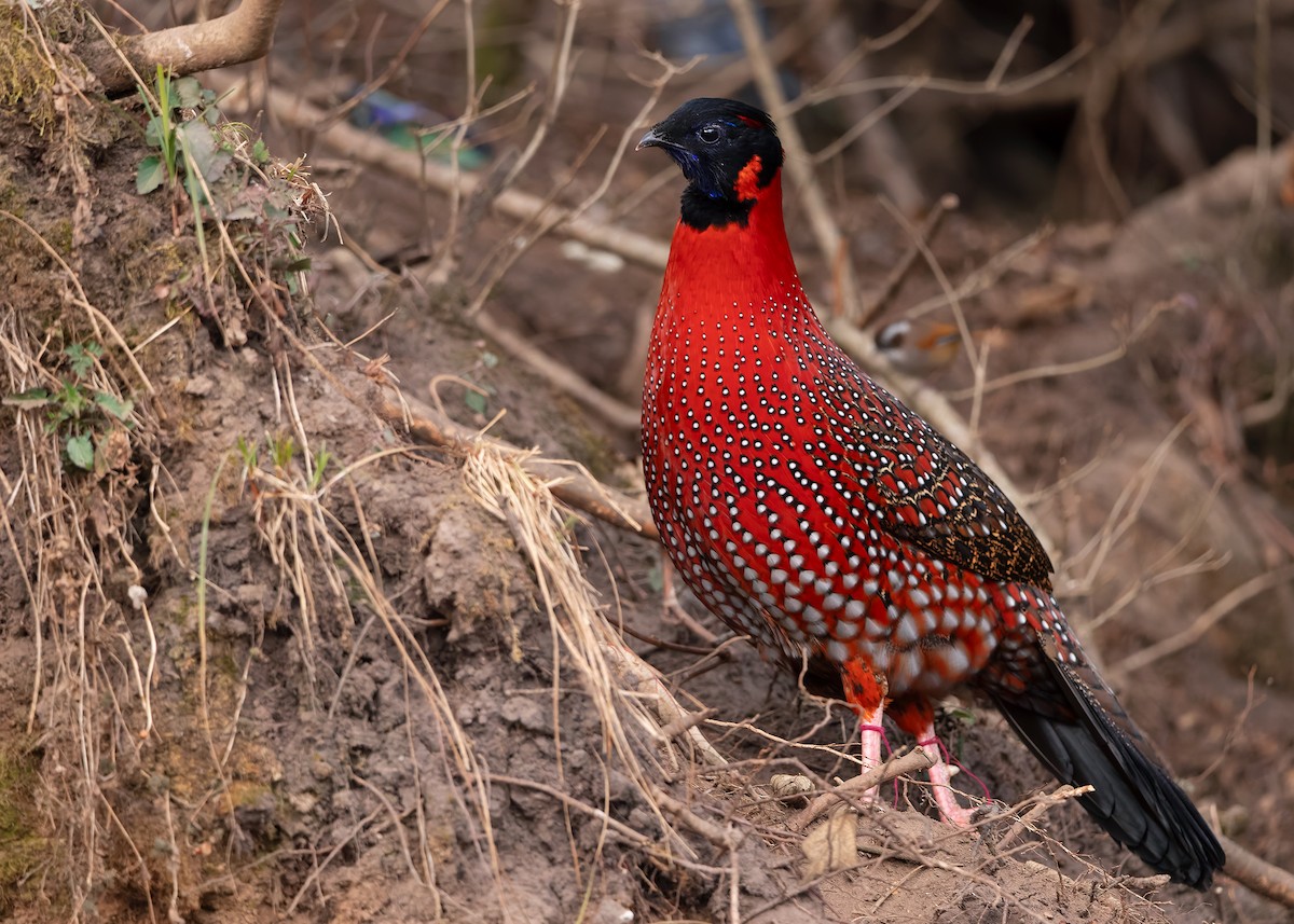 Satyr Tragopan - ML623235761