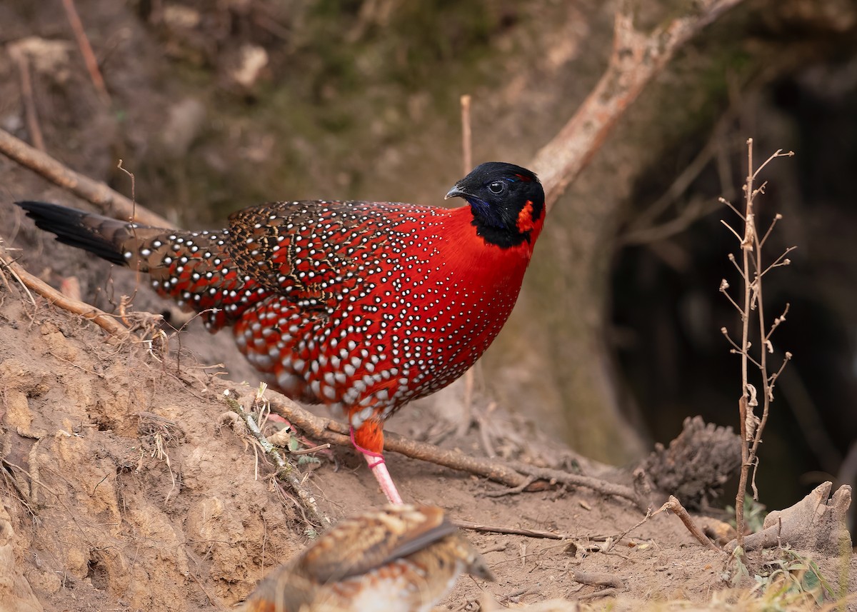 Satyr Tragopan - ML623235764