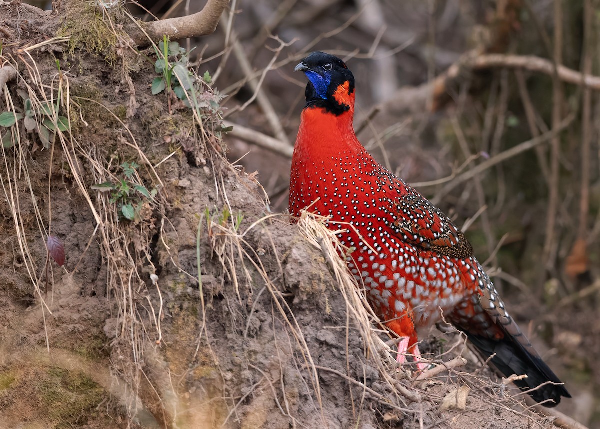 Satyr Tragopan - ML623235765