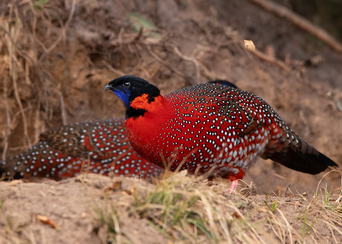 Satyr Tragopan - ML623235766