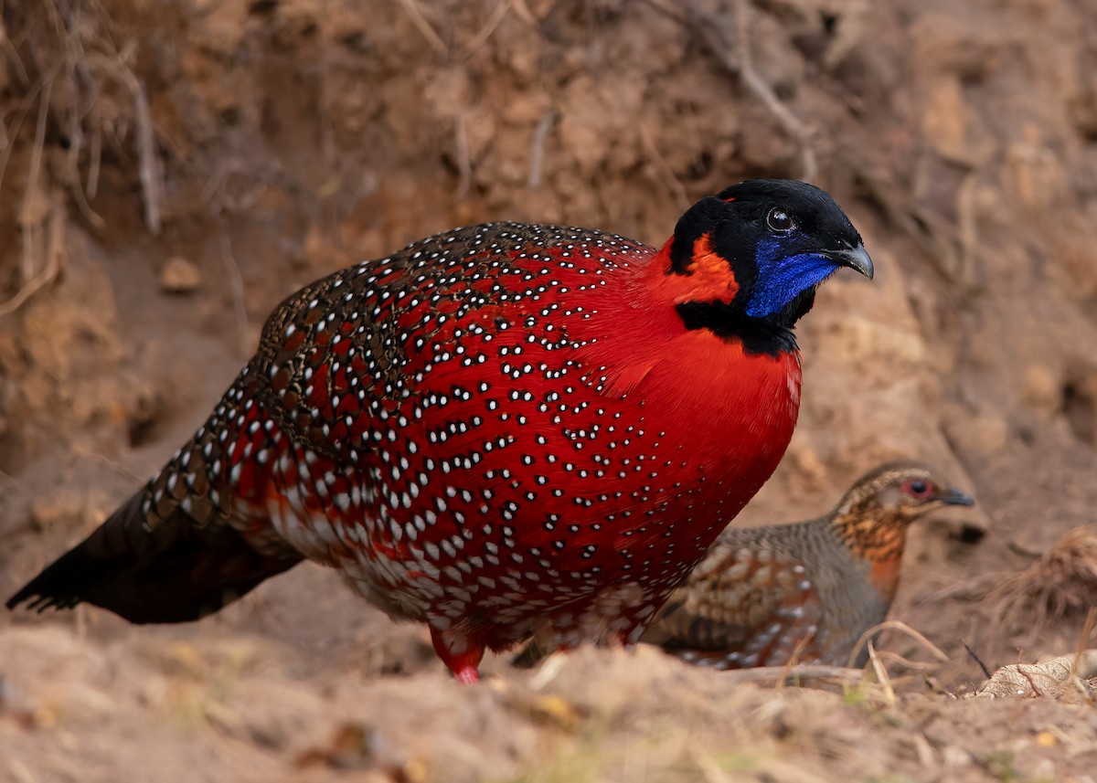 Satyr Tragopan - ML623235767