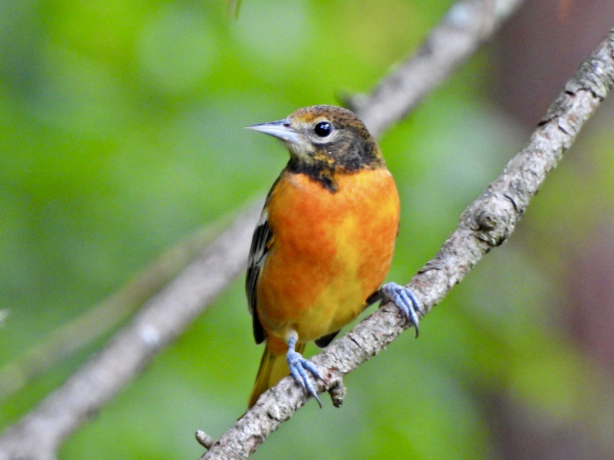 Baltimore Oriole - ML623235777
