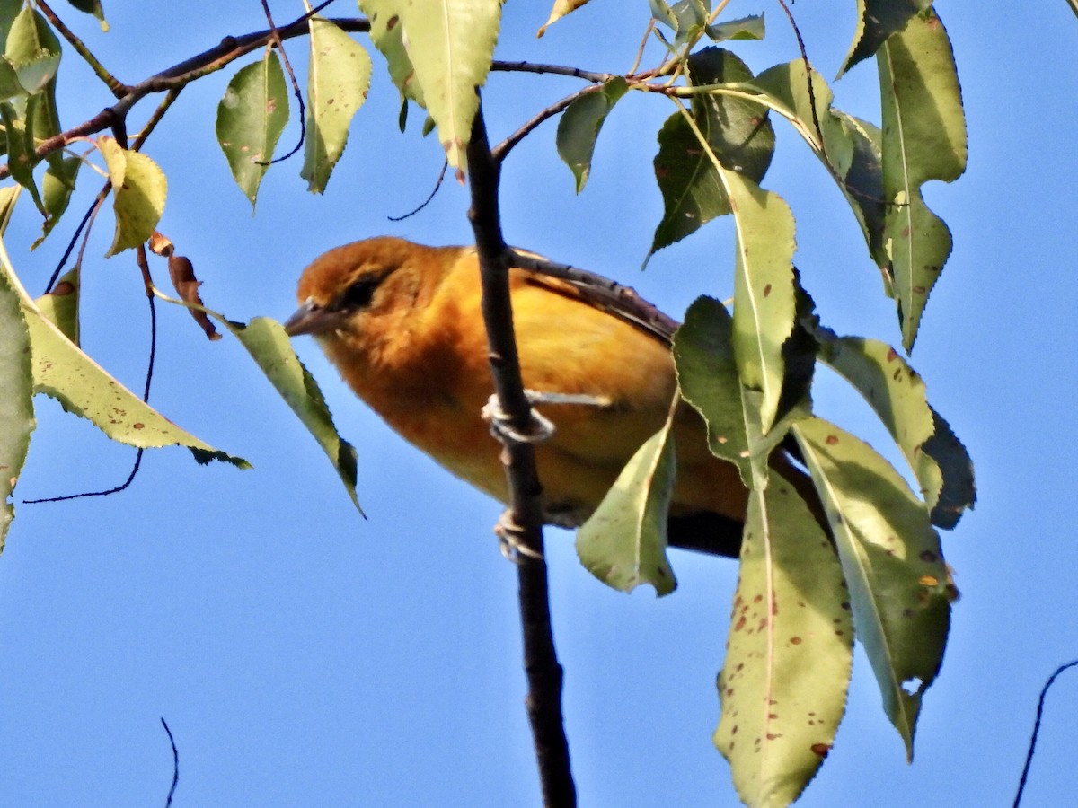 Baltimore Oriole - ML623235778