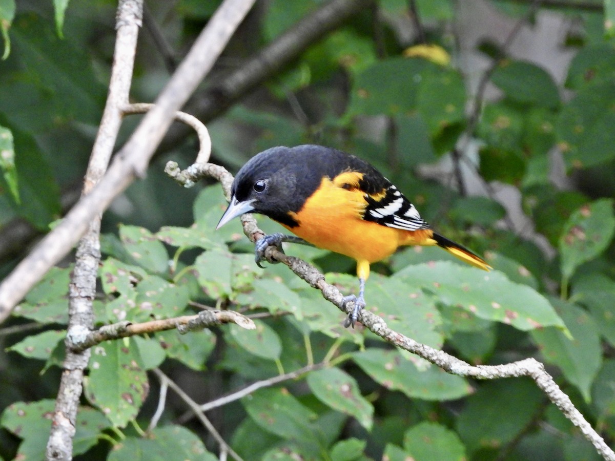 Baltimore Oriole - ML623235779