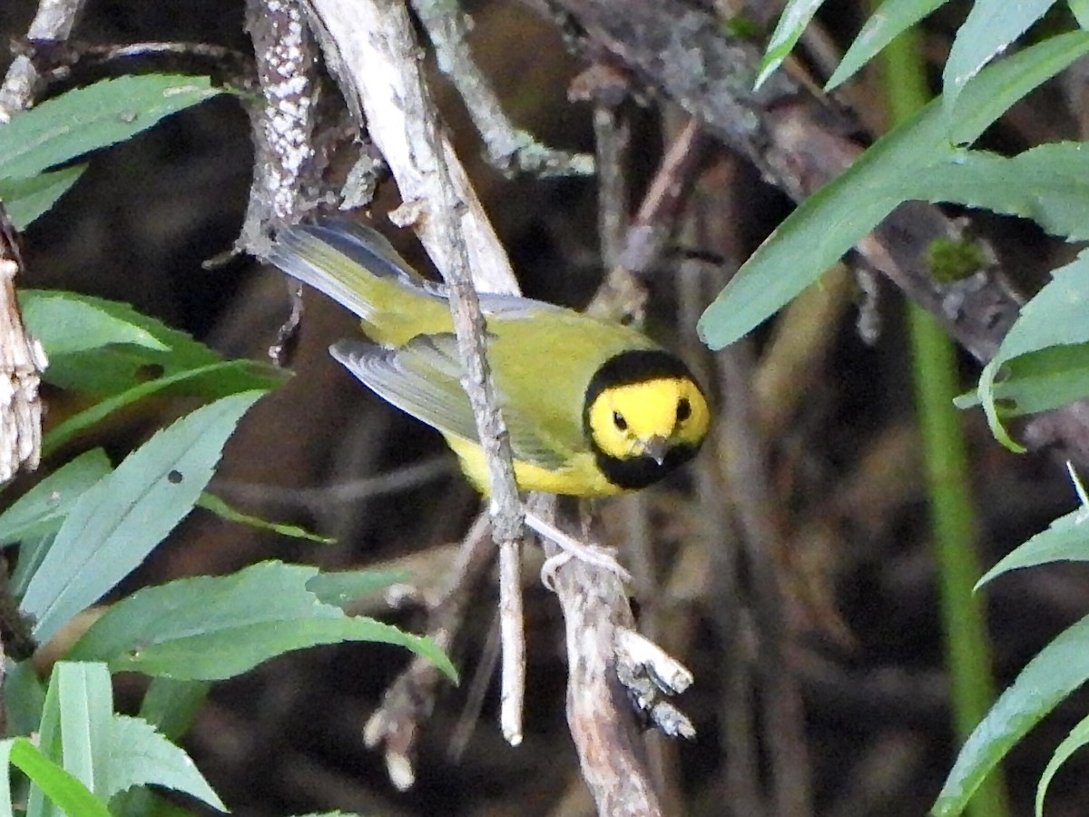Hooded Warbler - ML623235800
