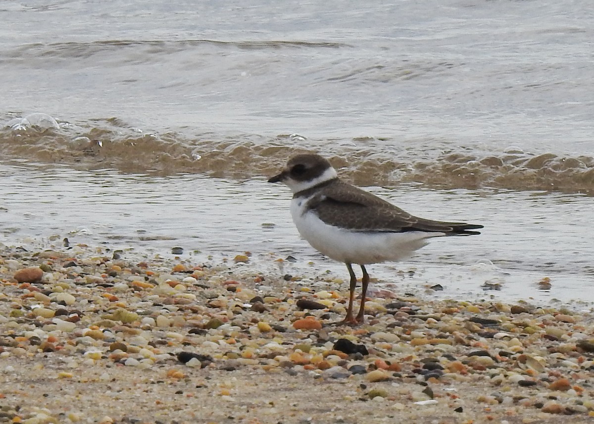 Semipalmated Plover - ML623235802