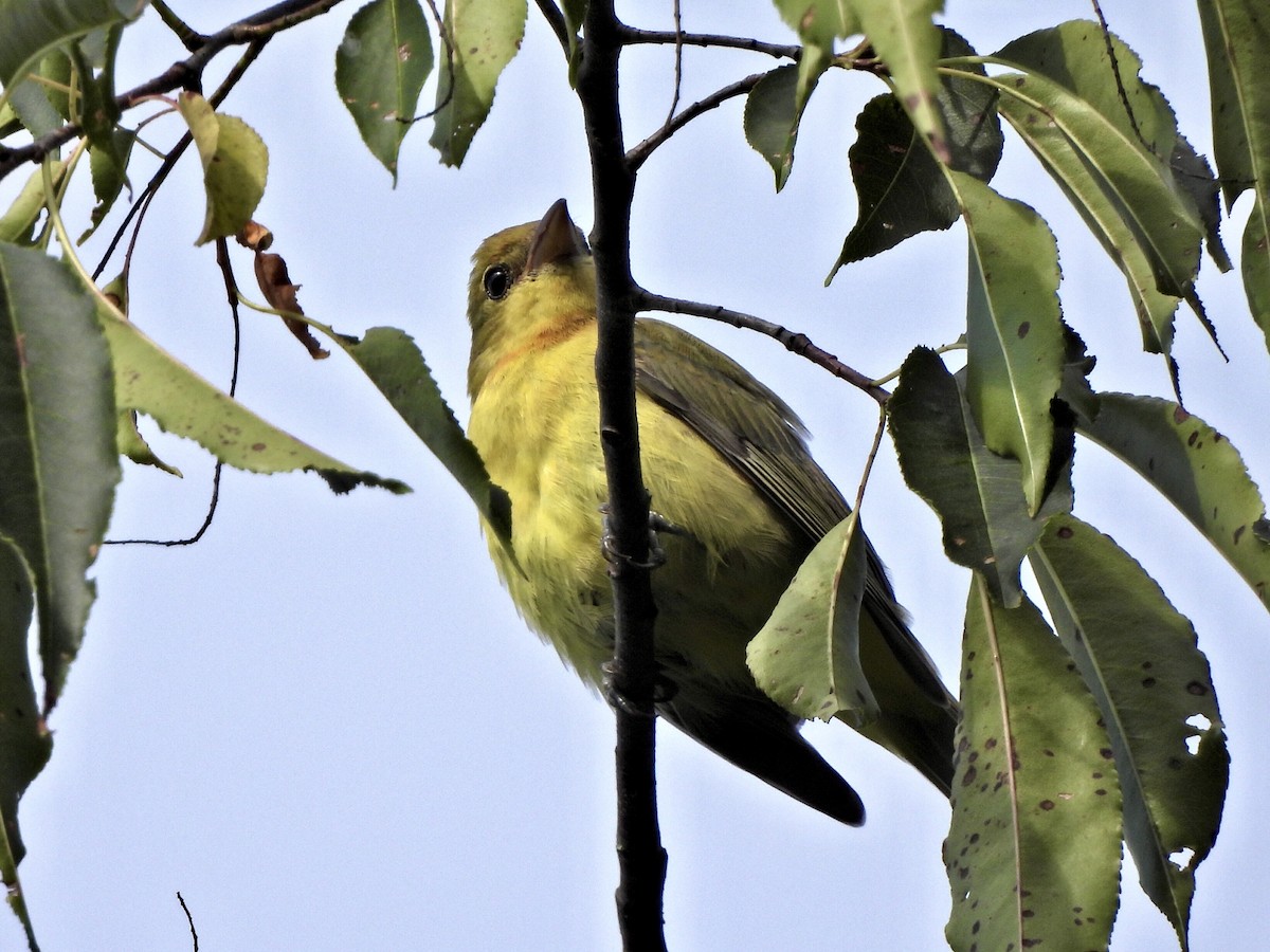 Scarlet Tanager - ML623235818