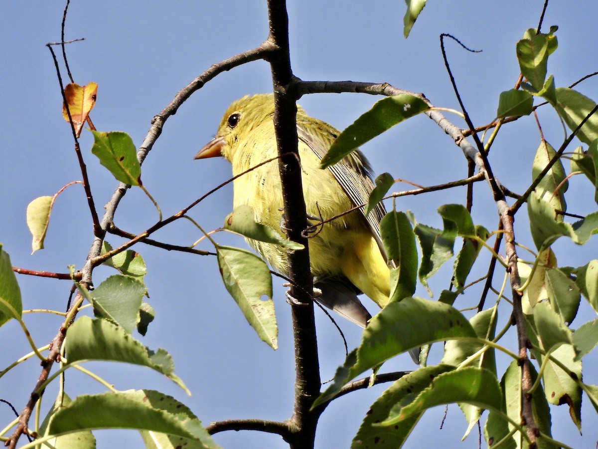 Scarlet Tanager - ML623235819
