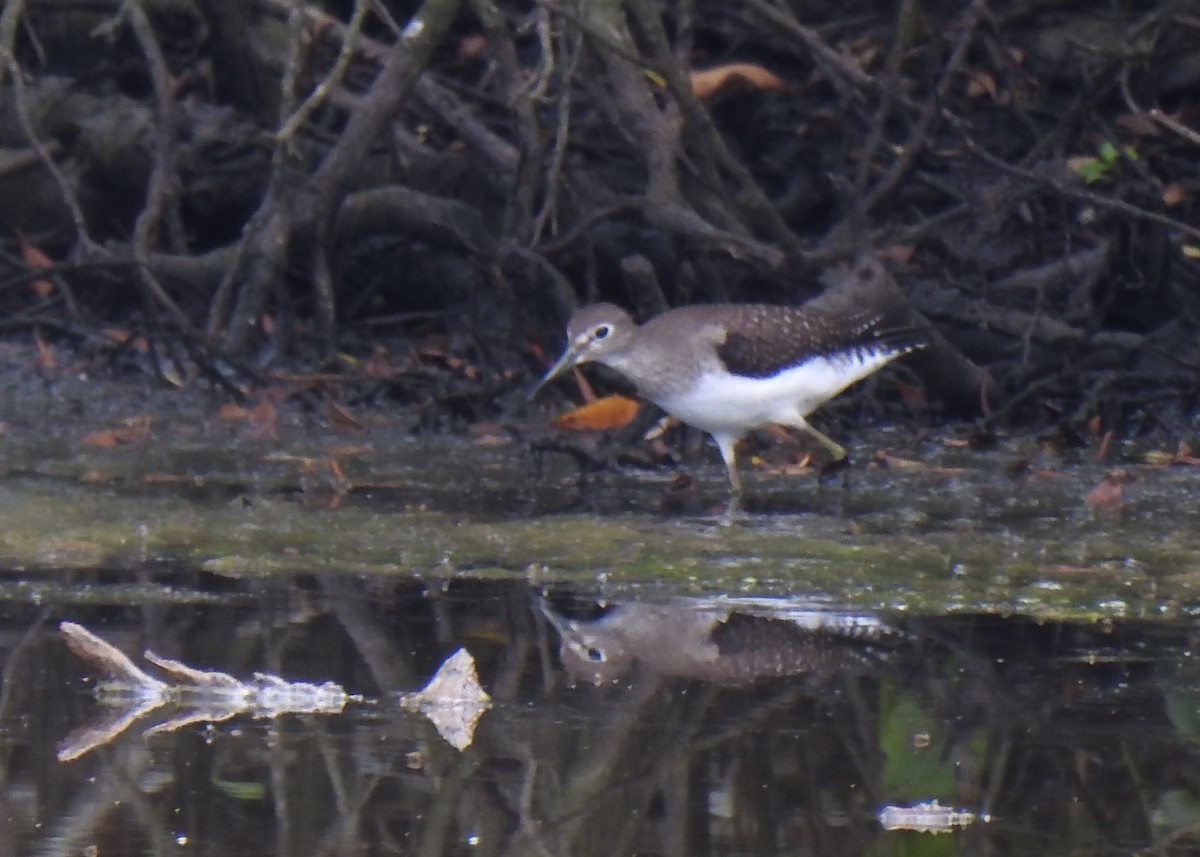 Solitary Sandpiper - ML623235835