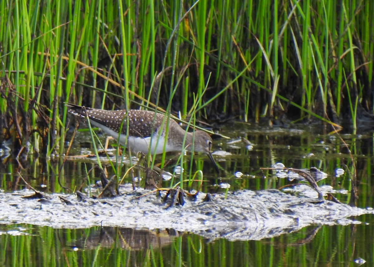 Solitary Sandpiper - ML623235836