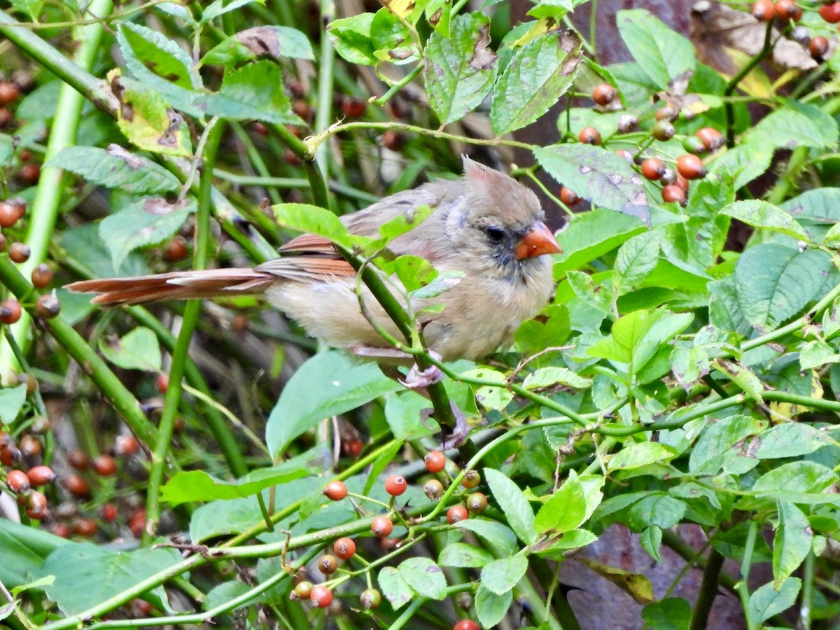 Northern Cardinal - ML623235838