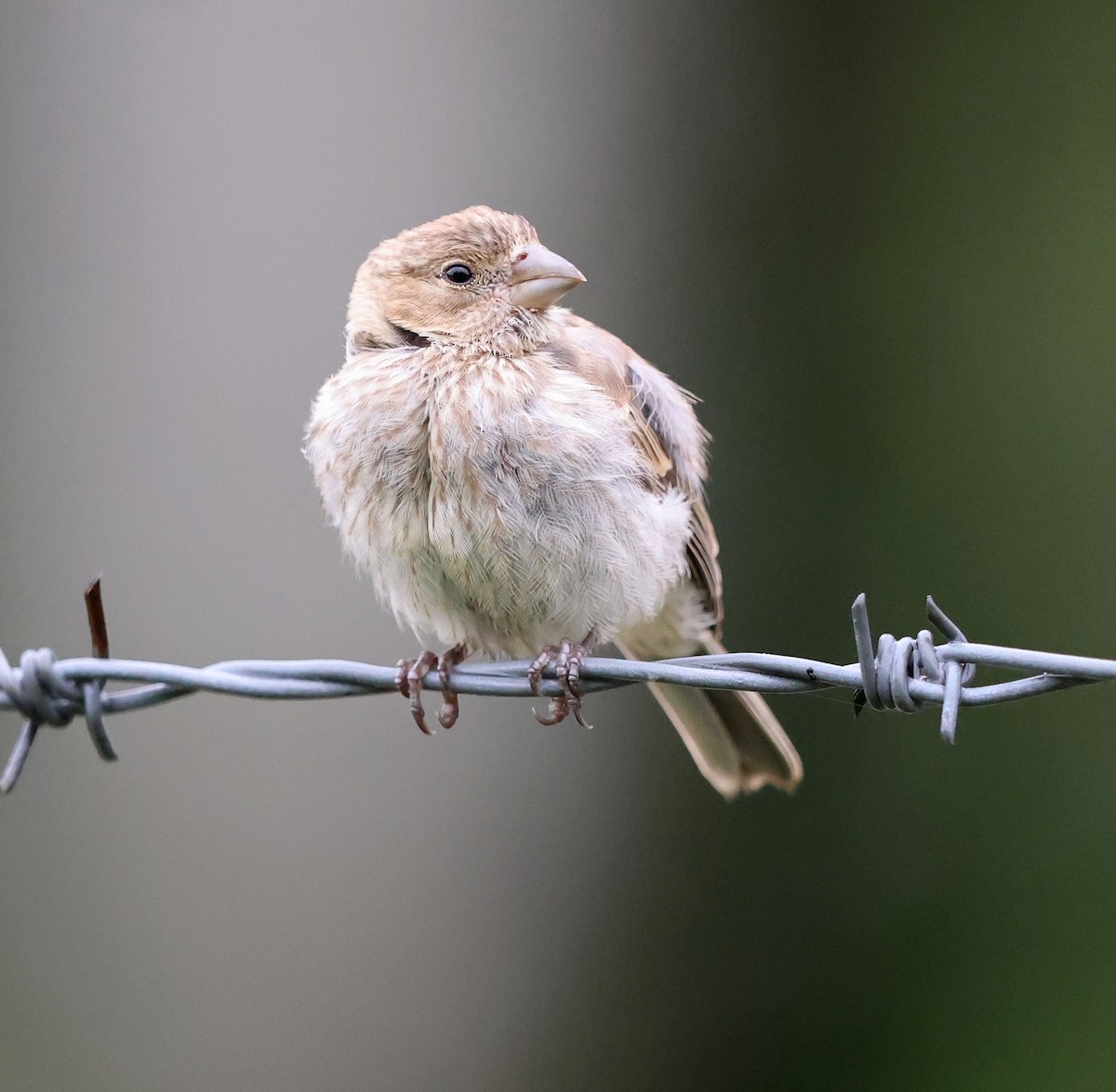 House Finch - ML623235840