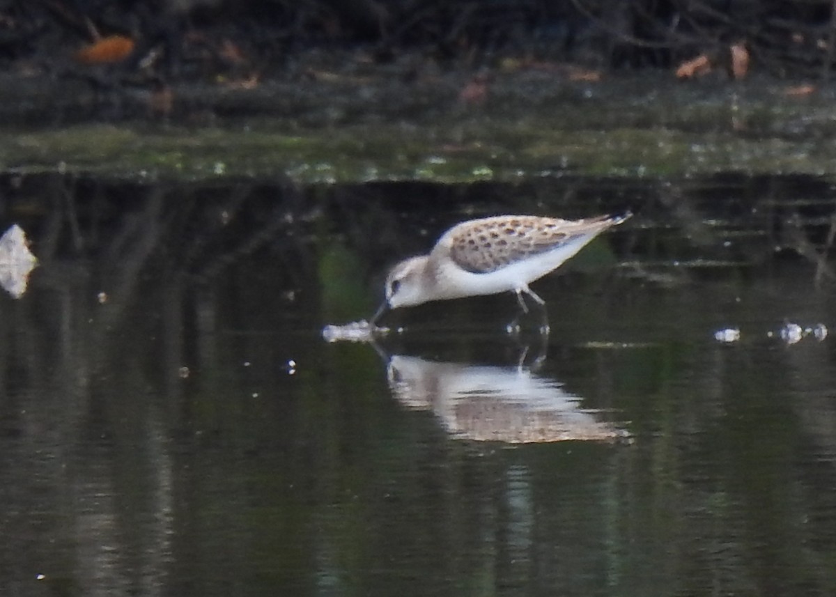 Semipalmated Sandpiper - ML623235856