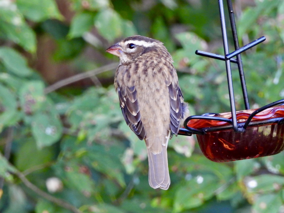 Rose-breasted Grosbeak - ML623235873