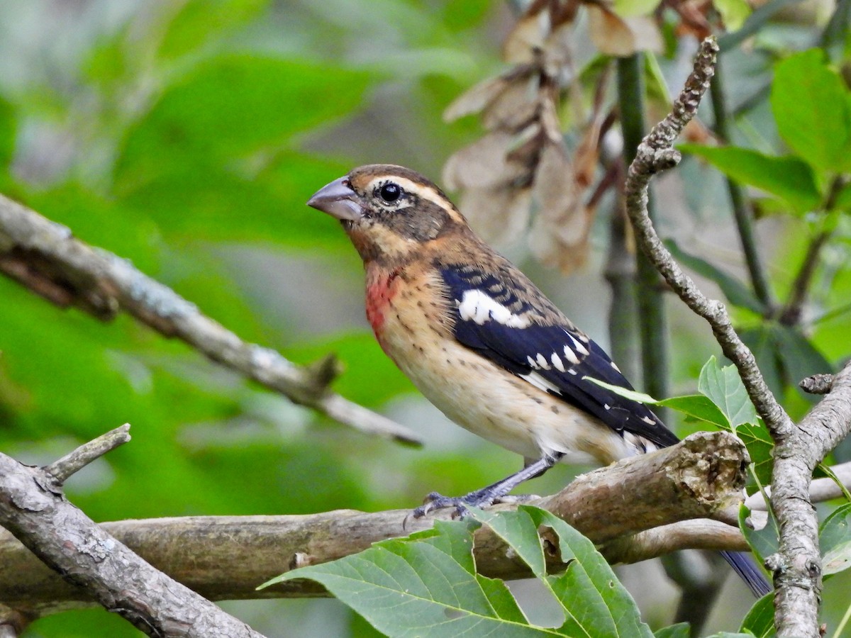 Rose-breasted Grosbeak - ML623235874