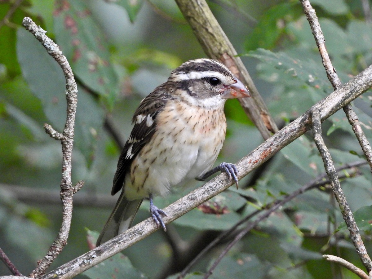 Rose-breasted Grosbeak - ML623235875