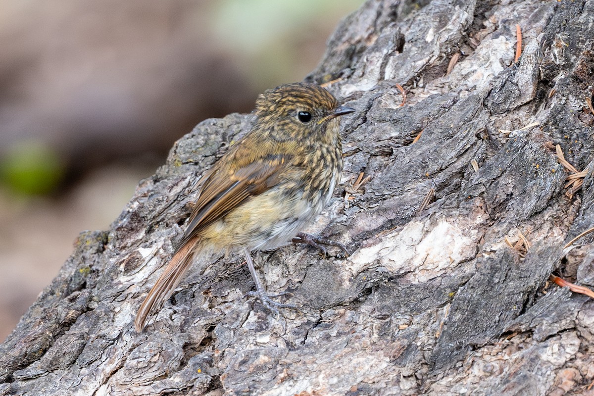 Slaty-blue Flycatcher - ML623235914