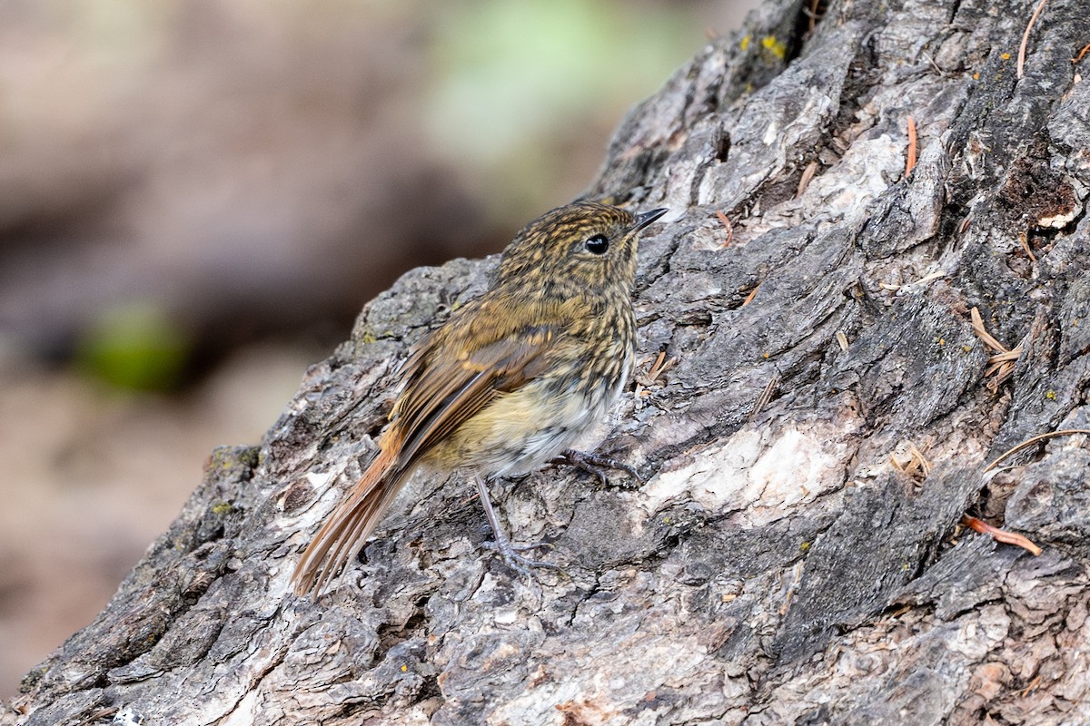 Slaty-blue Flycatcher - ML623235915