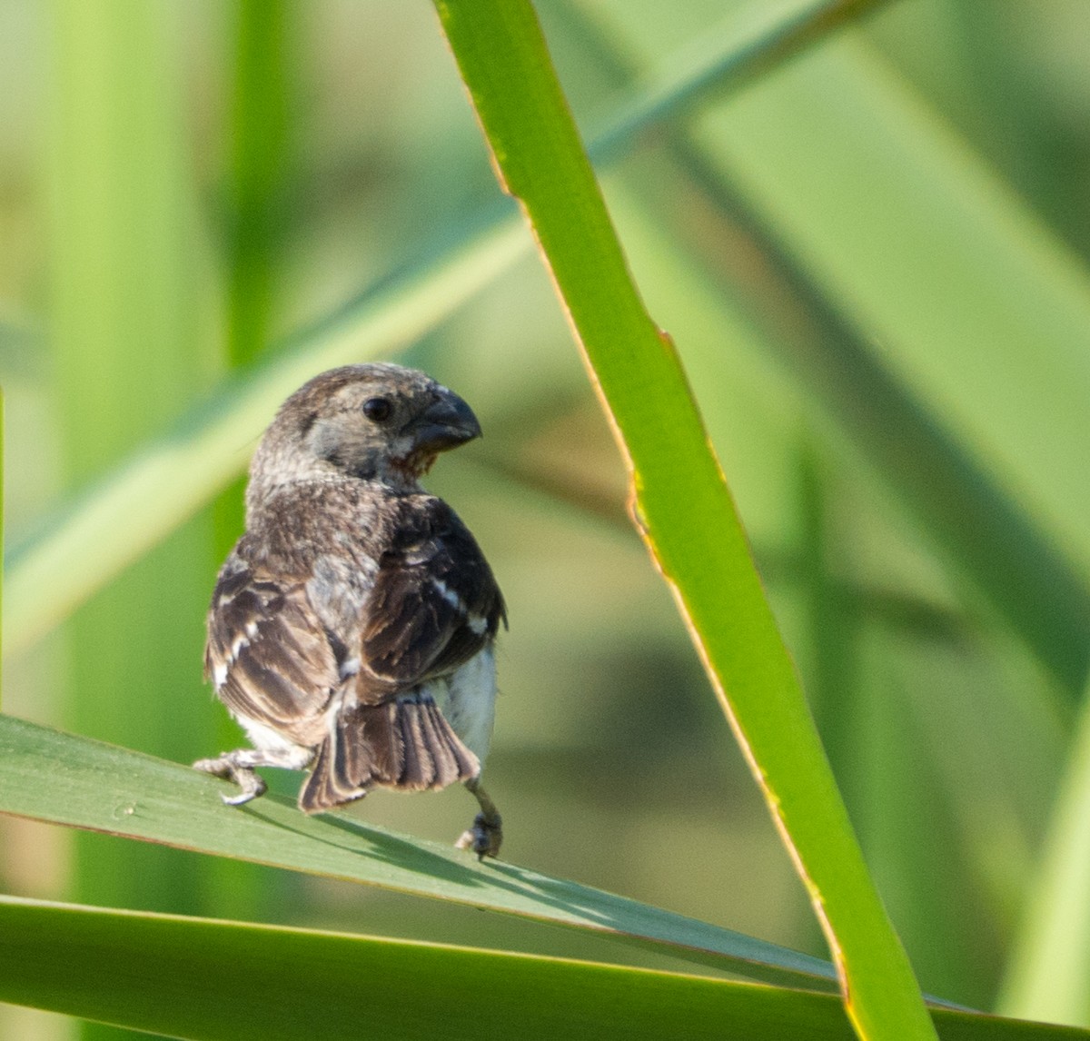 Chestnut-throated Seedeater - ML623235932