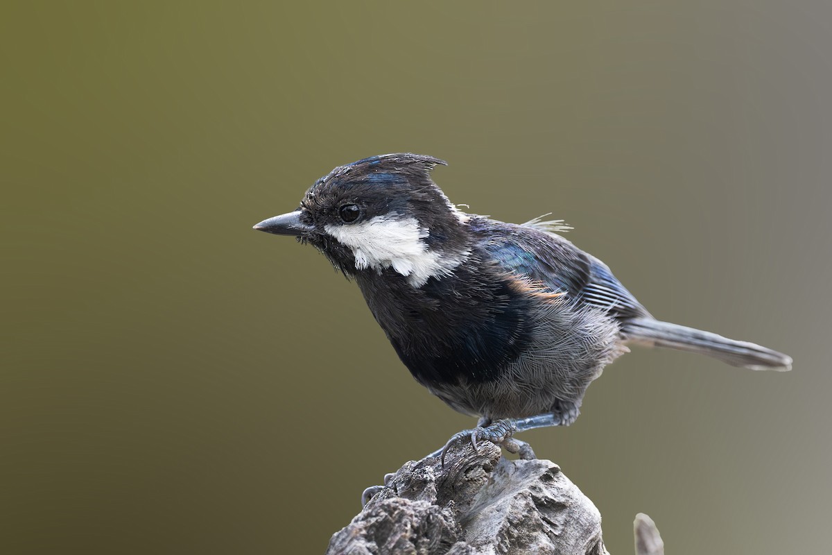 Rufous-naped Tit - ML623235937