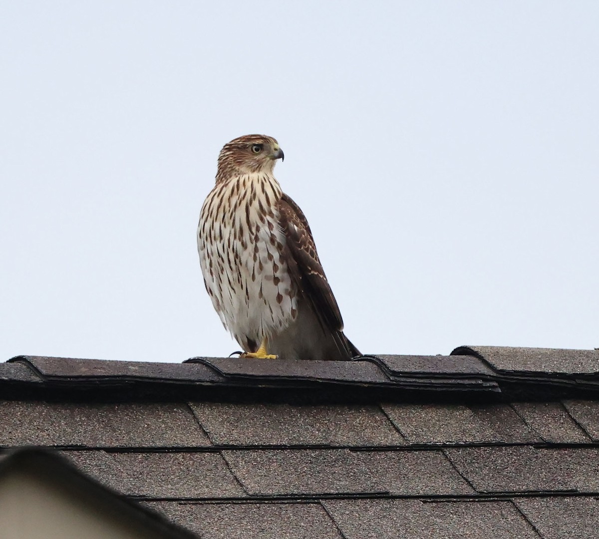 Cooper's Hawk - ML623235950