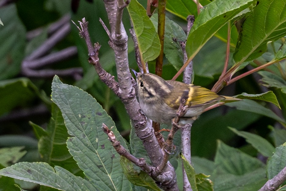 Lemon-rumped Warbler - ML623235965