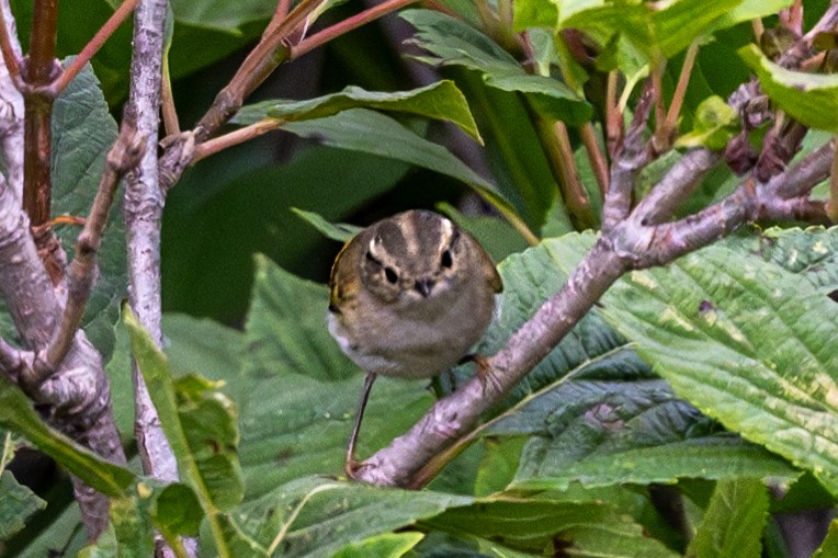 Lemon-rumped Warbler - ML623235966