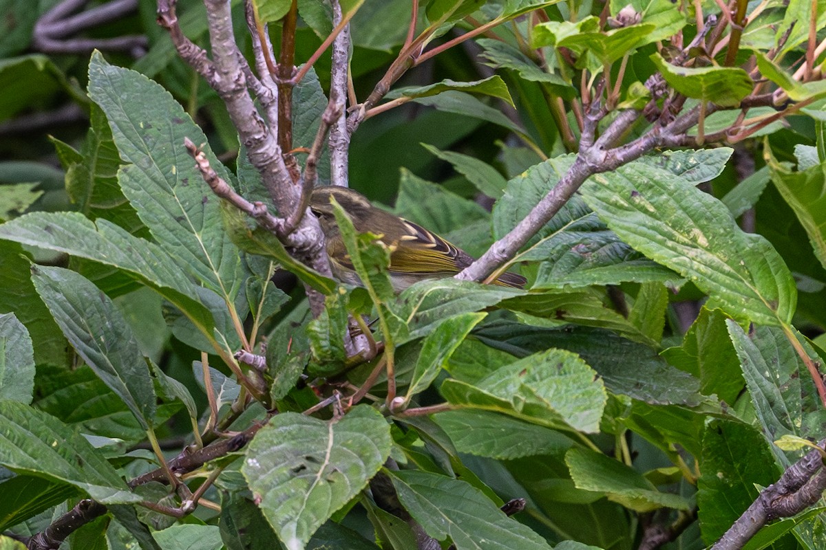 Lemon-rumped Warbler - ML623235967