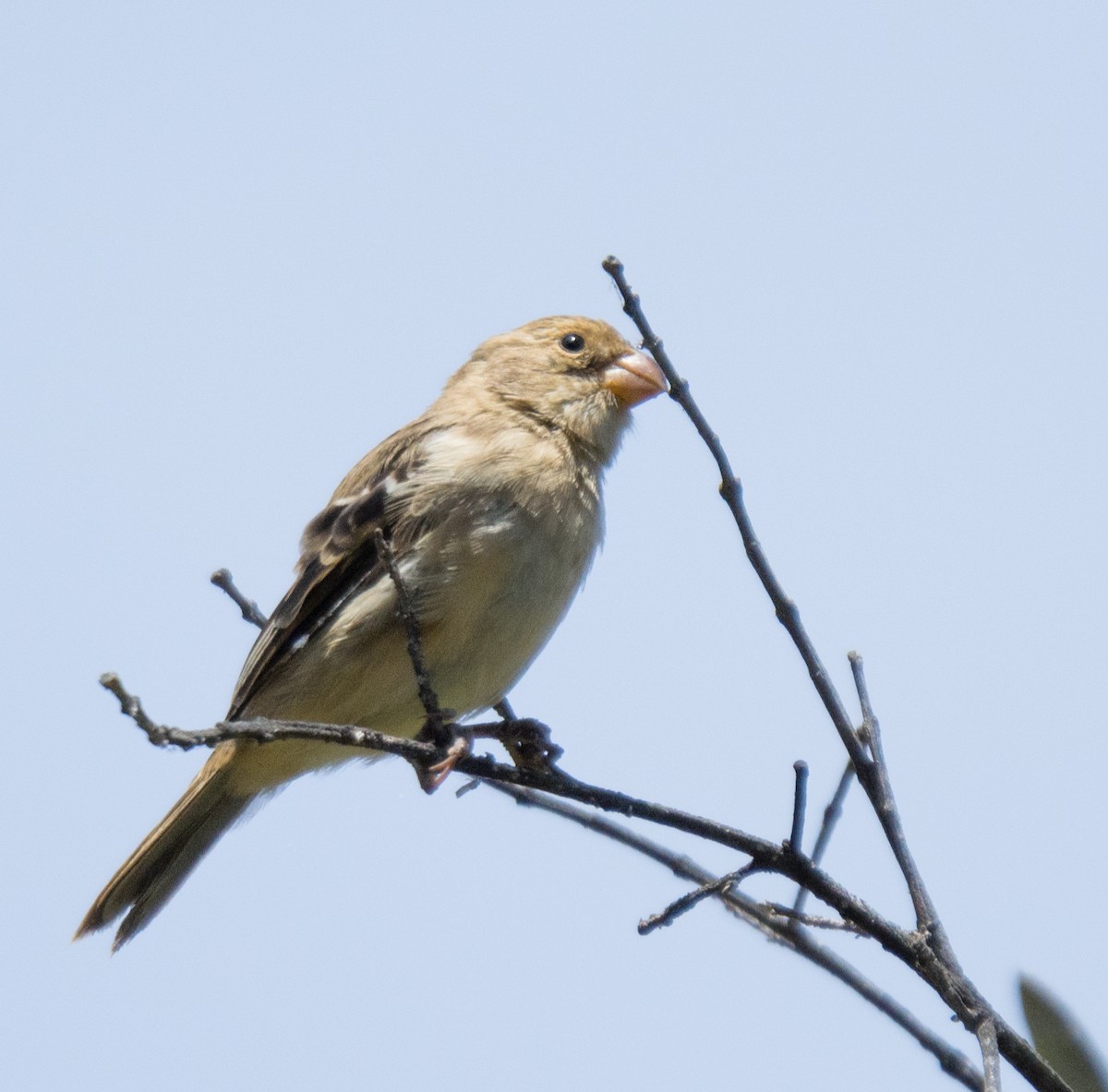 Chestnut-throated Seedeater - ML623236002