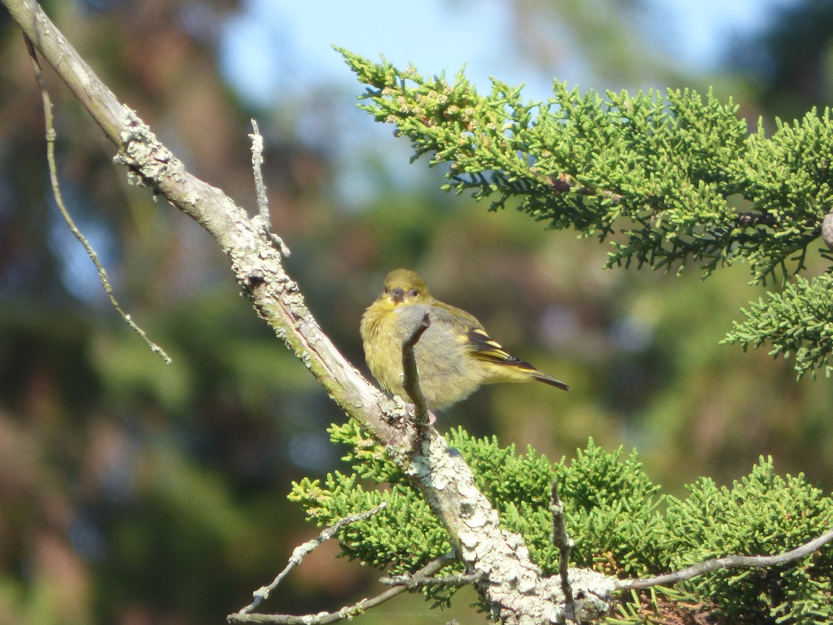 Andean Siskin - ML623236034