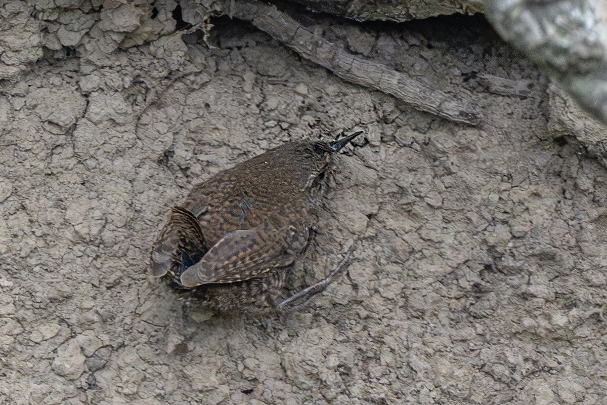 Eurasian Wren - ML623236039