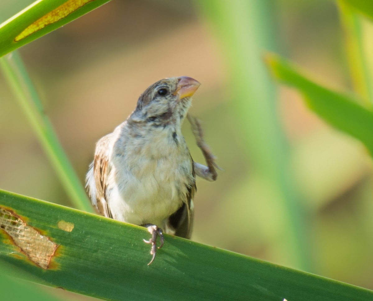 Chestnut-throated Seedeater - ML623236045