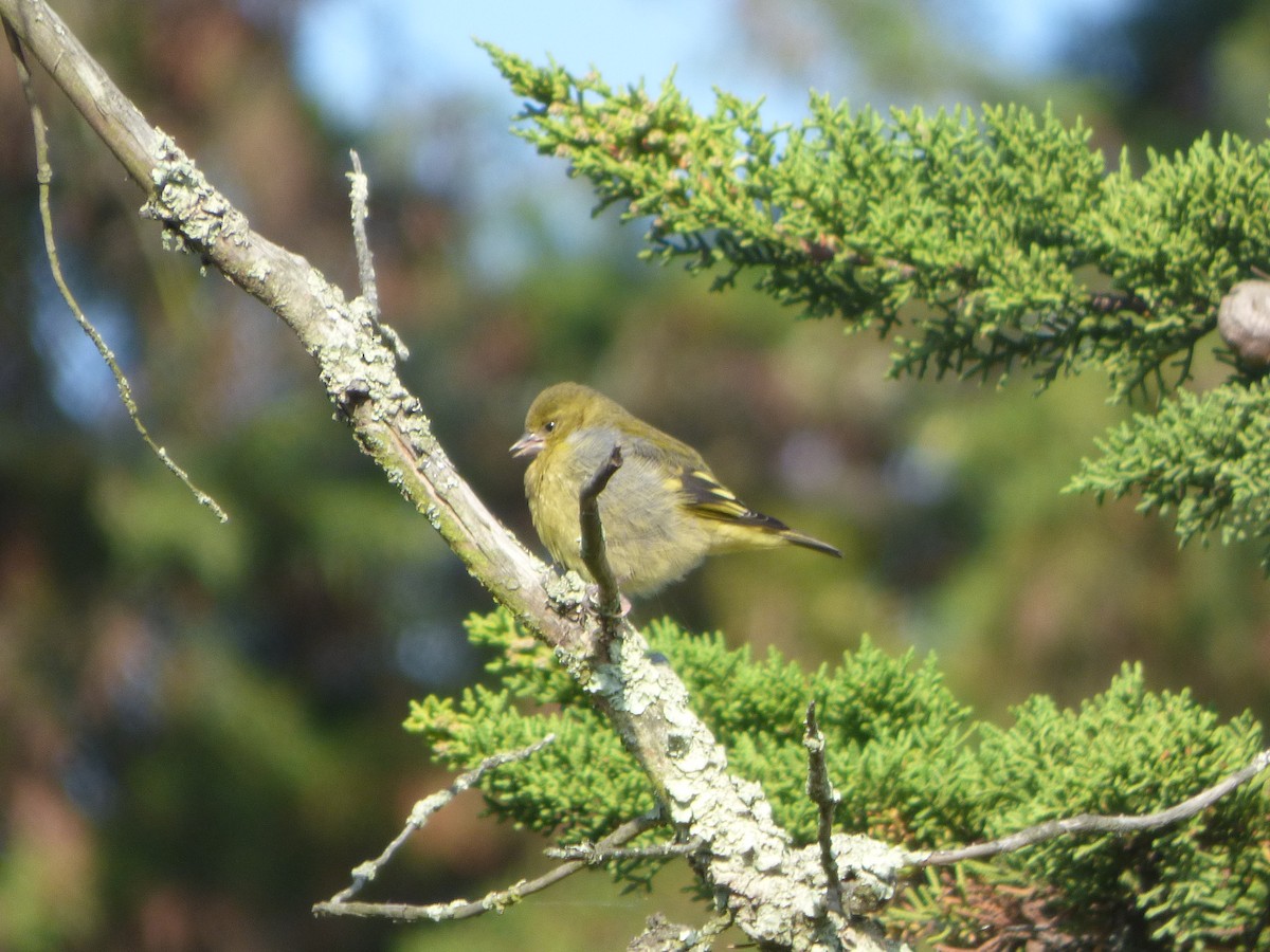 Andean Siskin - ML623236047