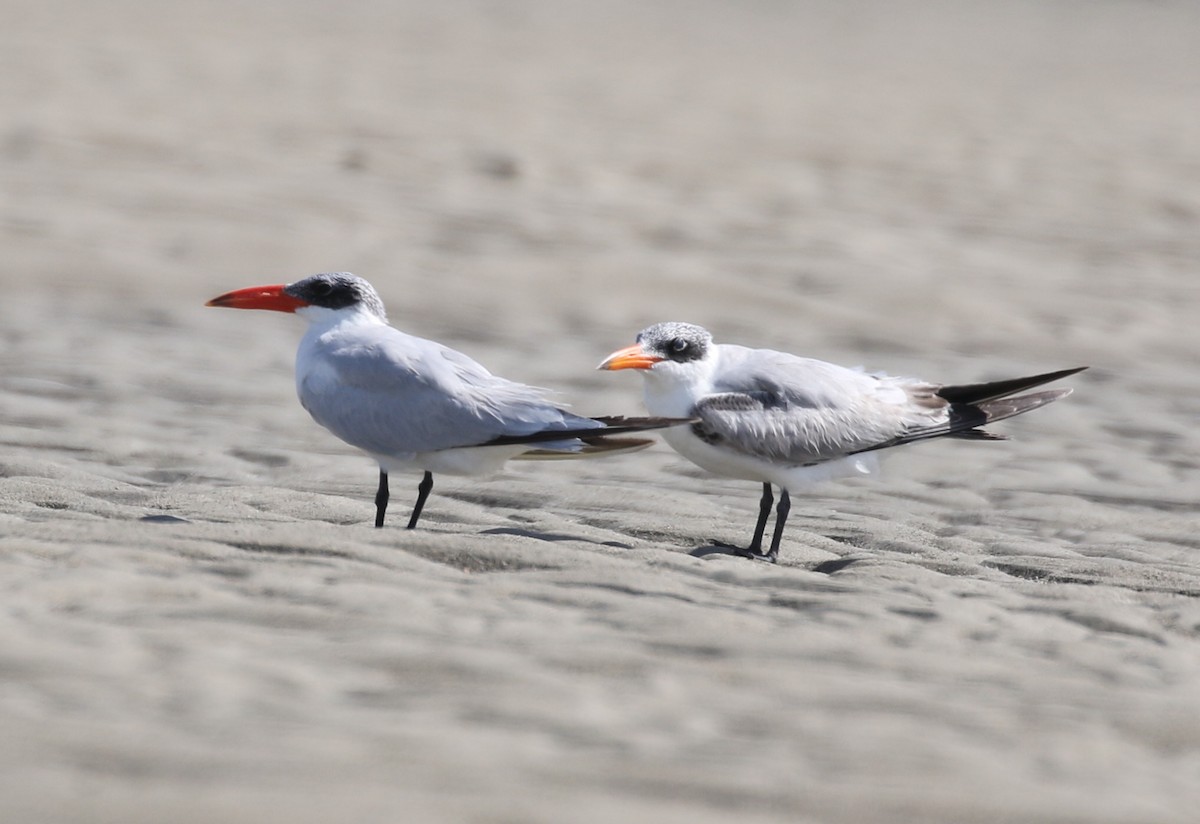 Caspian Tern - ML623236074