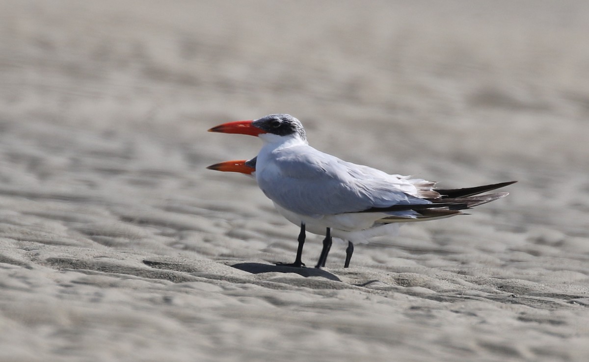 Caspian Tern - ML623236075