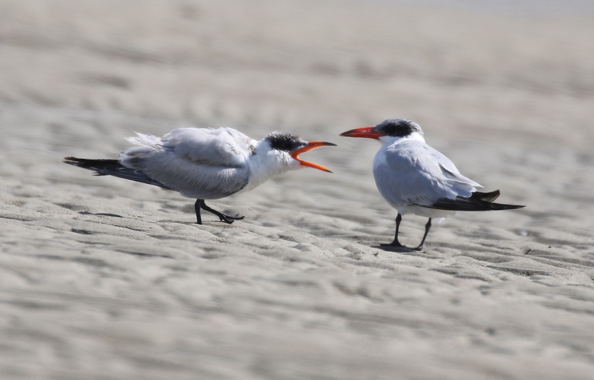 Caspian Tern - Vijaya Lakshmi