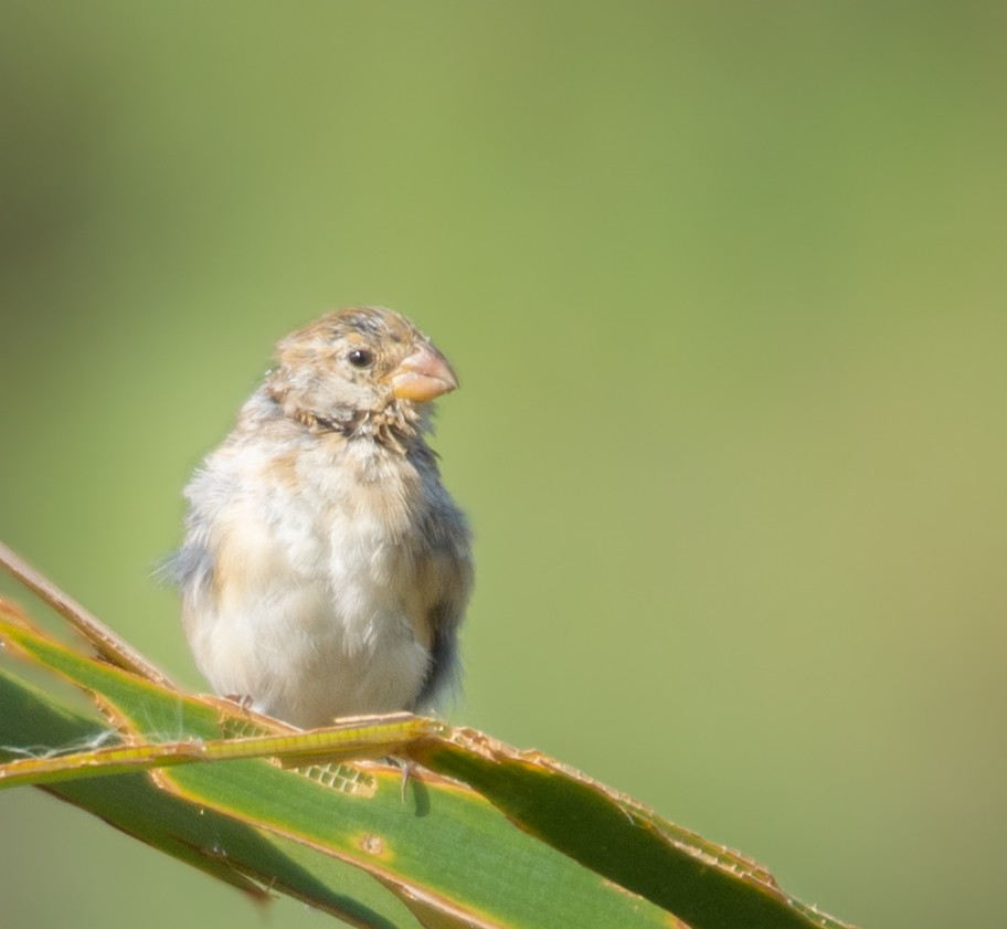 Chestnut-throated Seedeater - ML623236094