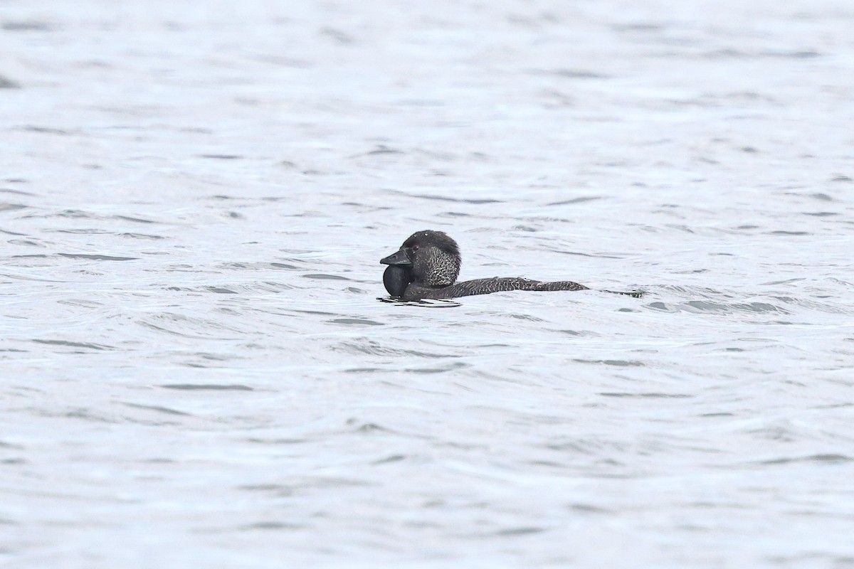 Musk Duck - ML623236104