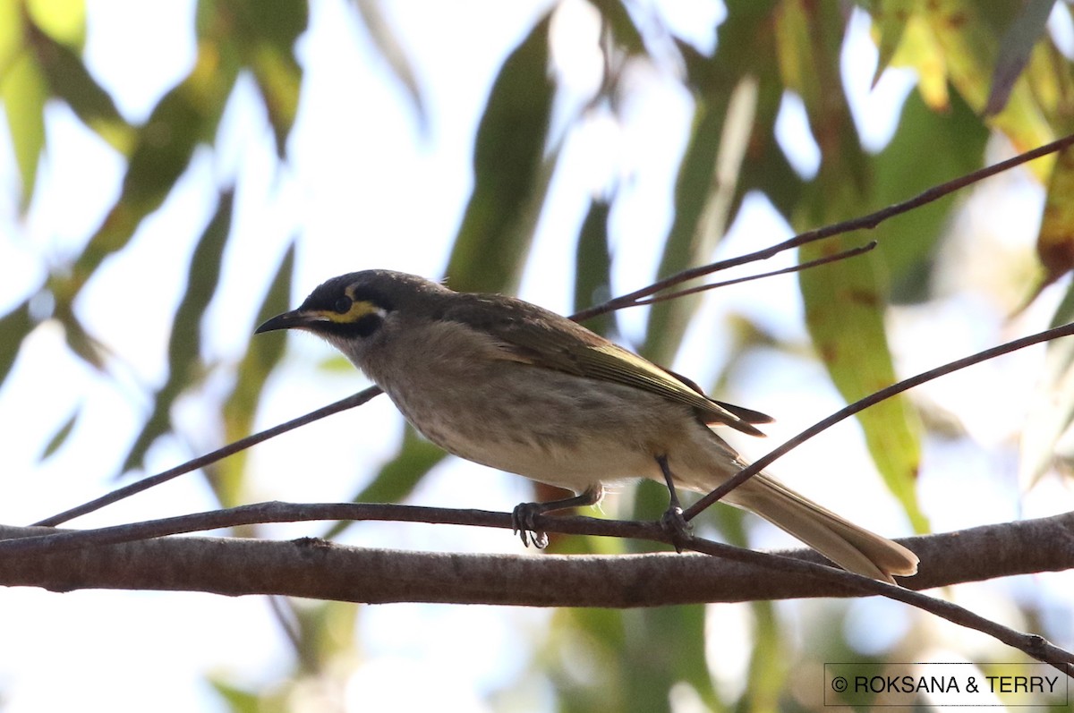 Yellow-faced Honeyeater - ML62323611